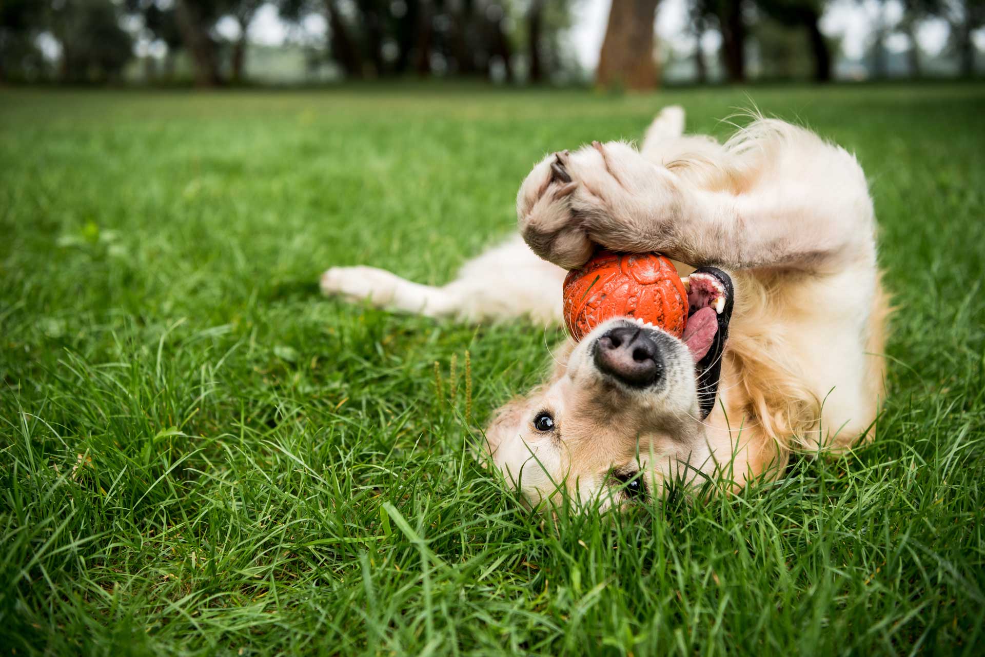 Dog Friendly Hotel in Door County - Open Hearth Lodge