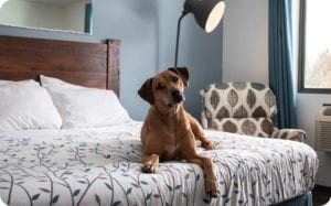 Dog-Friendly Hotel Room in Door County - Open Hearth Lodge