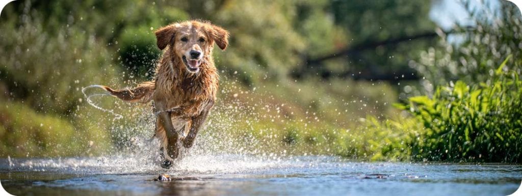 Things to do with dogs in Door County - Open Hearth Lodge