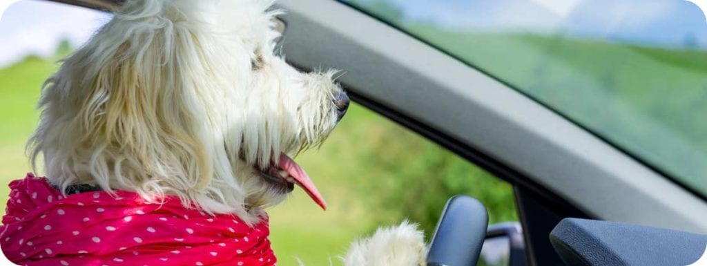 A Dog driving a car - Open Hearth Lodge