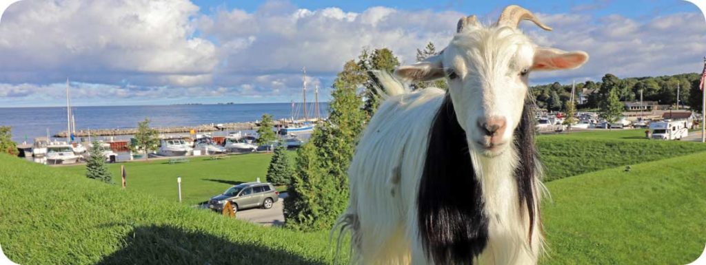 Goats on the Roof at Al Johnson's in Door County