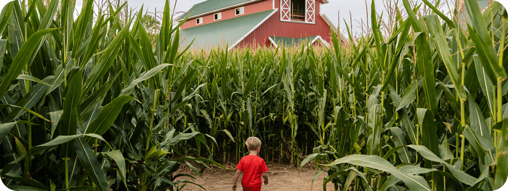 Corn Maze in Door County