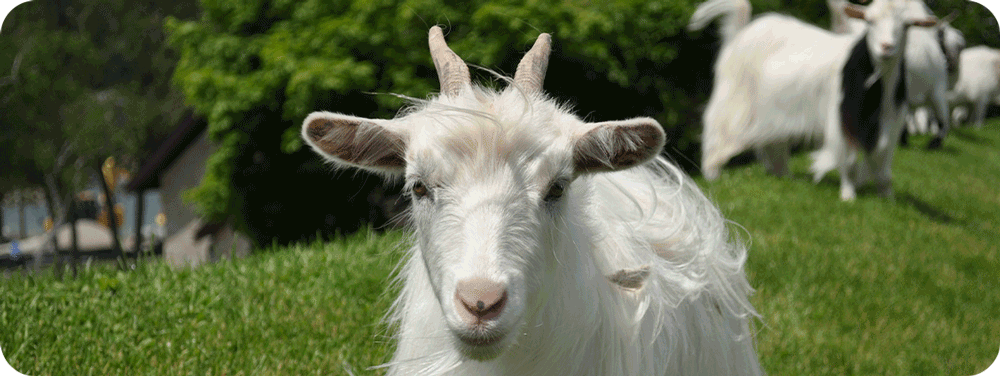 Goats on the roof at Al Johnson's in Sister Bay