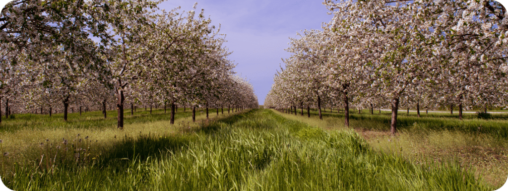 A Door County cherry orchard
