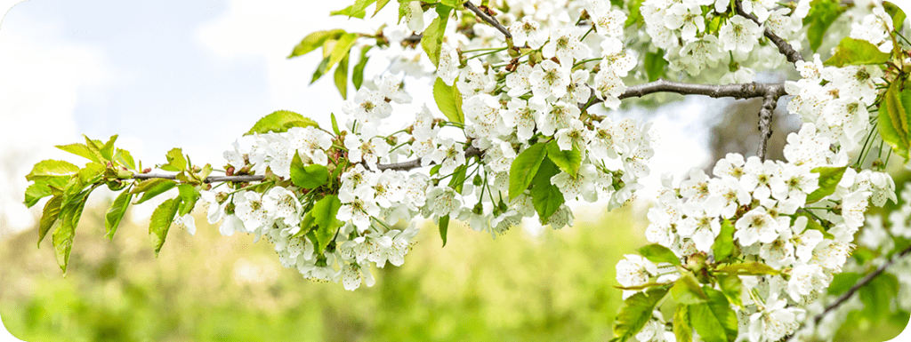 Door County Cherry Blossoms