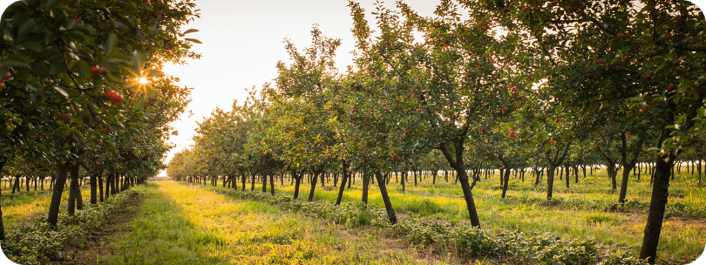 Door County Cherry Orchard