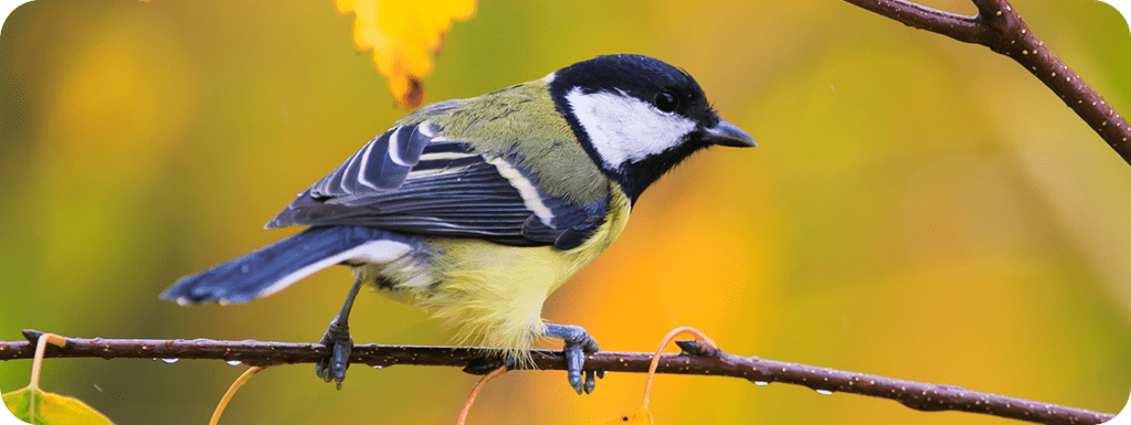 Door County Fall Songbird