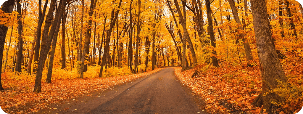 Fall colors on a road in Door County