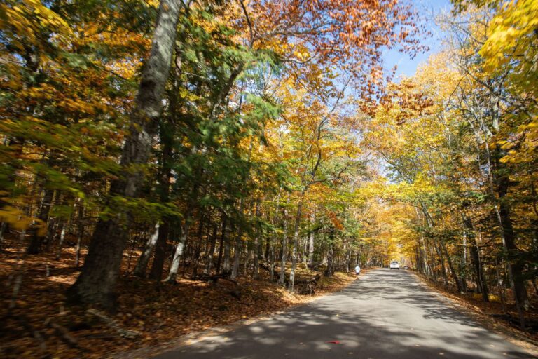 Fall color canopy over the Fall 50 route in Peninsula State Park