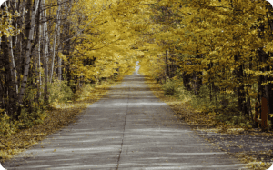 A road through a tunnel of yellow fall trees