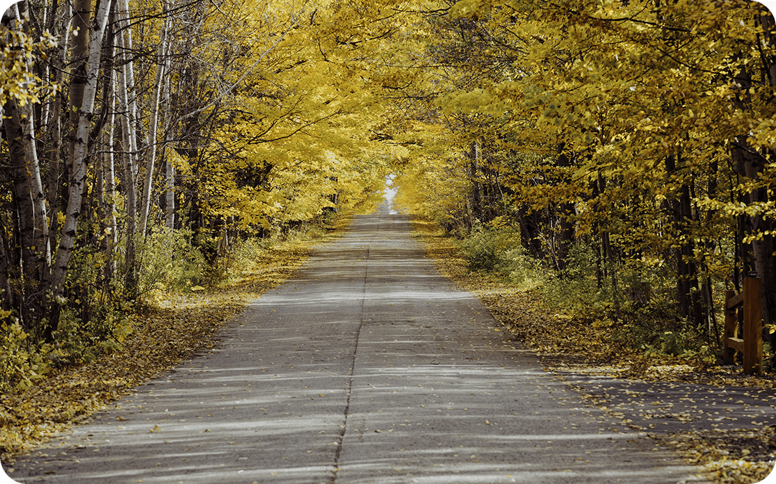 A road through a tunnel of yellow fall trees