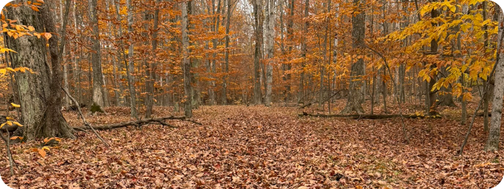 A leaf covered Door County trail