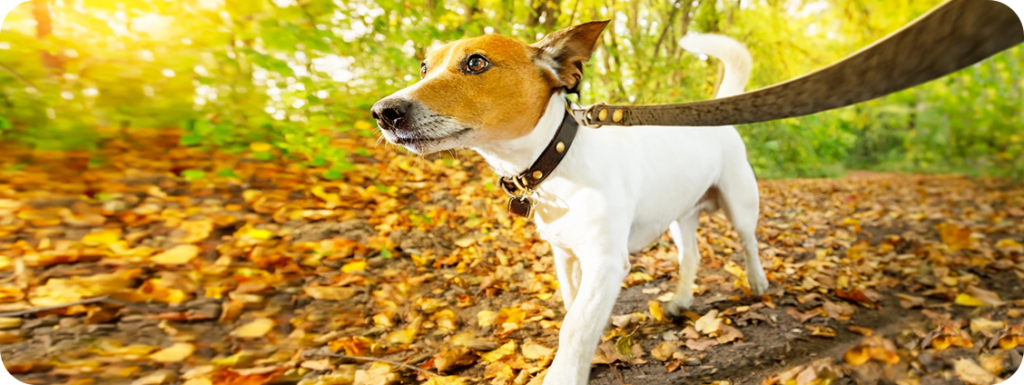 Northern Door Turkey Trot & Dog Jog