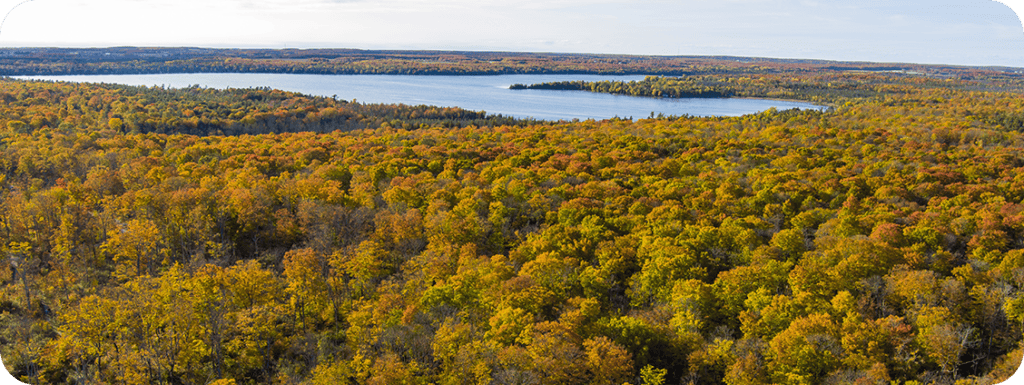 Aerial view of a forest in fall color along the lake