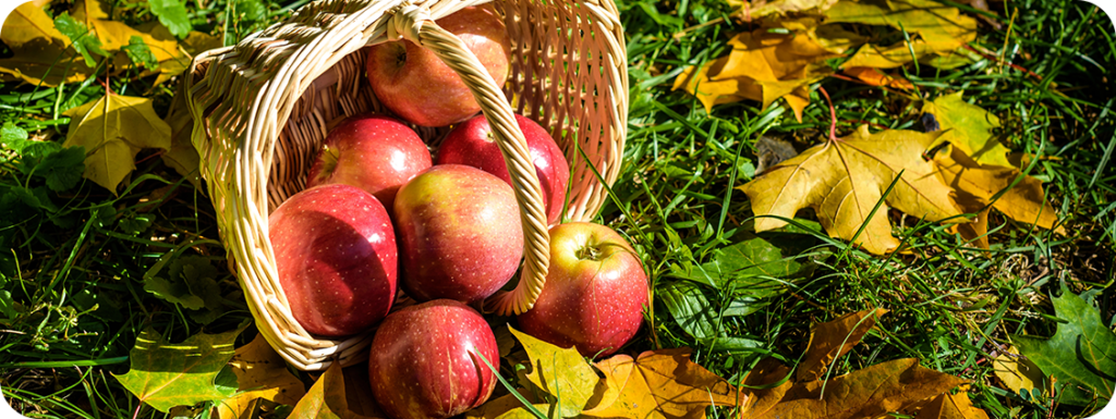 A basket of red apples spilling onto fall leaves
