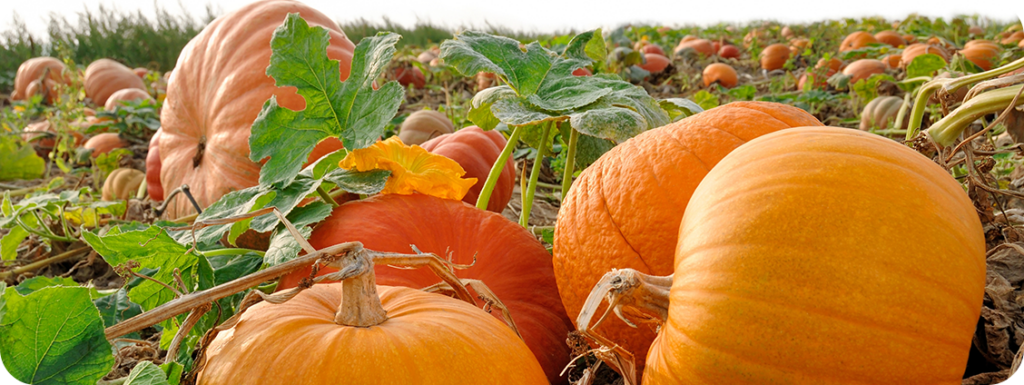 Pumpkins in a pumpkin patch